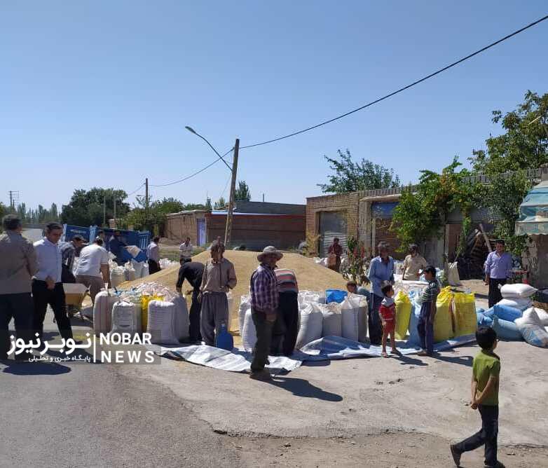 ۹۷ تن جو رایگان بین دامداران عجبشیری توزیع شد