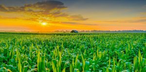 توصیه‌های هواشناسی کشاورزی برای کشاورزان آذربایجان شرقی تا اواخر هفته