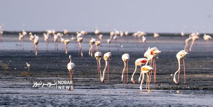 دریاچه ارومیه کویر میشود