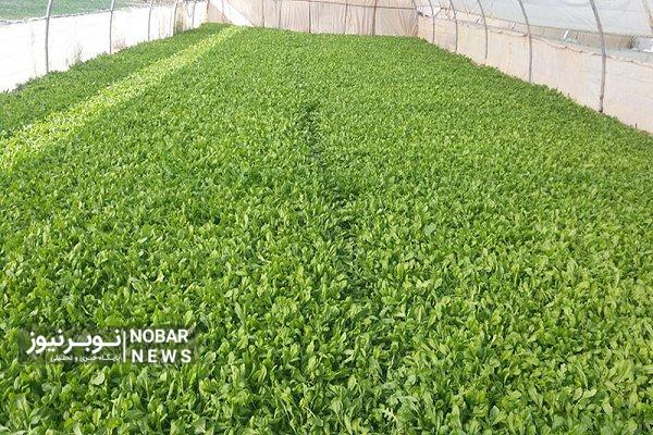 ۱۸ هزار هکتار از اراضی آذربایجان شرقی زیرکشت صیفیجات رفت