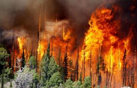 ۹۰ درصد عوامل آتش سوزی‌ در جنگل‌های ارسباران، خطای انسانی است