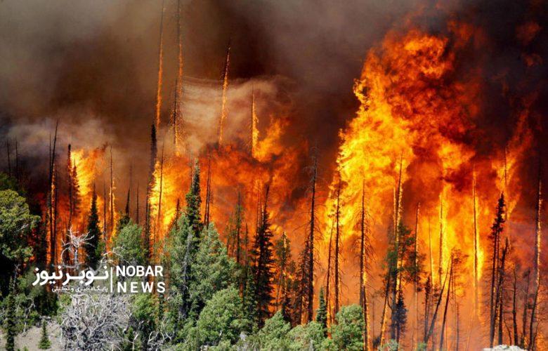 ۹۰ درصد عوامل آتش سوزی‌ در جنگل‌های ارسباران، خطای انسانی است