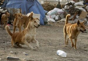 طرح ضربتی جمع آوری سگ‌های بلاصاحب در تبریز آغاز شد