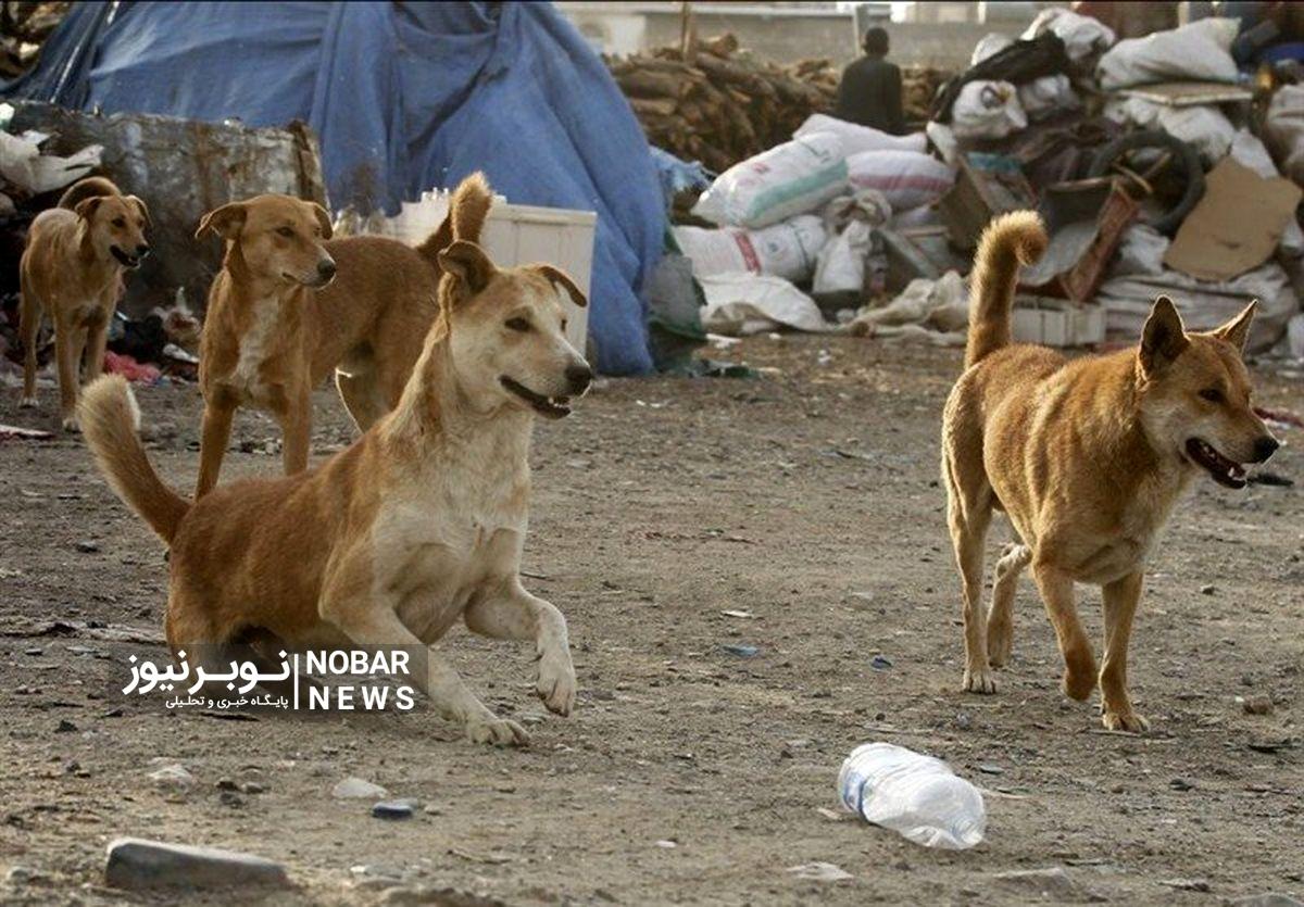 طرح ضربتی جمع آوری سگ‌های بلاصاحب در تبریز آغاز شد