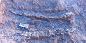 کشف 400 قطعه فسیل 10 میلیون ساله در مراغه+ فیلم و تصاویر