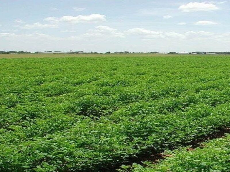 تحقق ۵۳ درصدی کشت قراردادی در آذربایجانشرقی