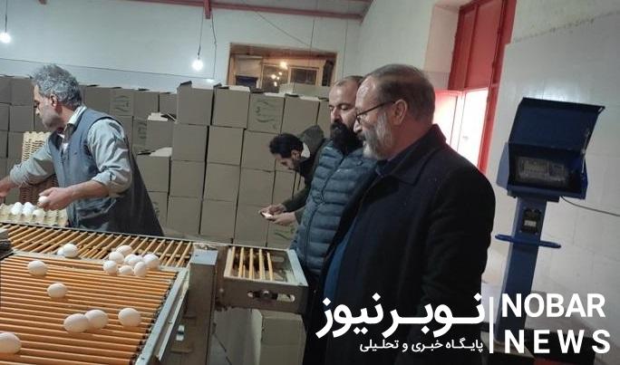 تولید روزانه بیش از ۵۳ تن تخم مرغ در شهرستان مرند