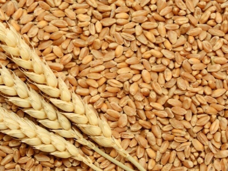 کشف ۲۶ تن گندم قاچاق در هشترود