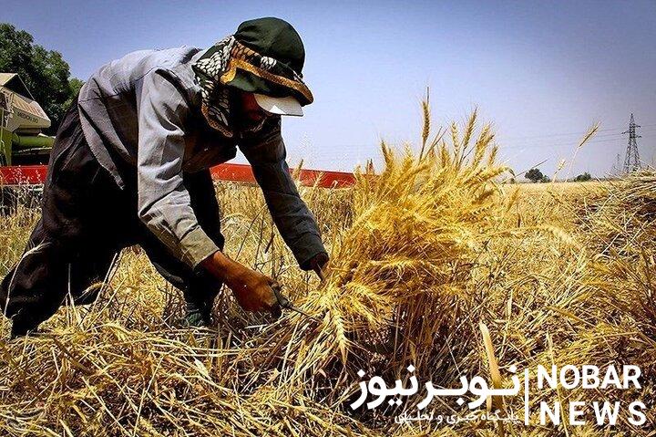 گلایه کشاورزان مراغه از پرداخت نشدن غرامت محصولات