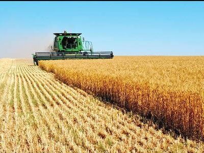 افزایش ۲۰ درصدی سطح جهش تولید در دیمزارهای کشور