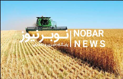 افزایش ۲۰ درصدی سطح جهش تولید در دیمزارهای کشور