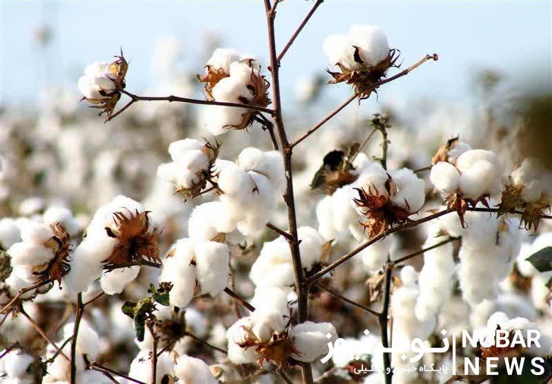 سرمایه گذار ترکیه ای با طرح کشت و فرآوری پنبه به خانواده ارس پیوست