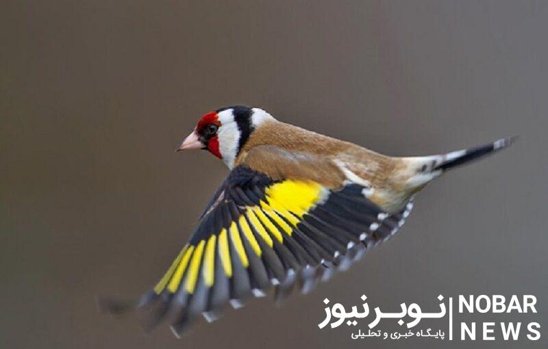 شکارچیان سَهره طلایی در تالاب قوری گل دستگیر شدند