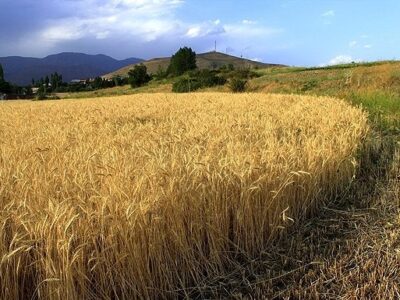 معرفی پنج رقم جدید گندم نان زمستانه در کشور